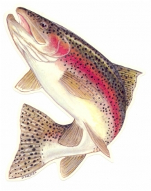 images/productimages/small/rainbow-trout-1-.jpg