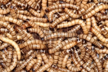 Morio wormen